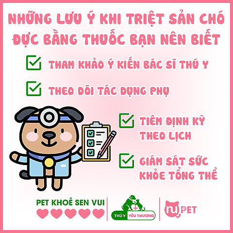 Bác sĩ thú y đang tiêm thuốc cho chó, minh họa các lưu ý khi triệt sản chó đực