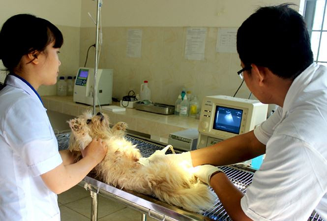 Bác sĩ thú y Mochi Cat siêu âm cho chó mèo tại nhà, chẩn đoán bệnh chính xác