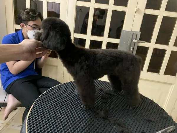 Bác sĩ thú y tại bệnh viện PetCare 4 đang khám tổng quát cho một chú chó nhỏ, một phần của dịch vụ spa chó mèo Vũng Tàu.