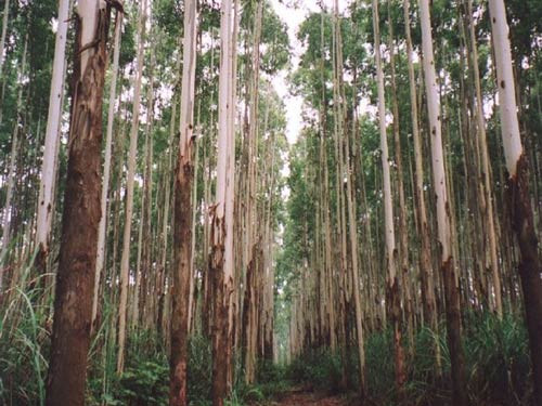 Chó Mèo Sợ Mùi Gì? Tổng Hợp Các Mùi Hương Cần Tránh