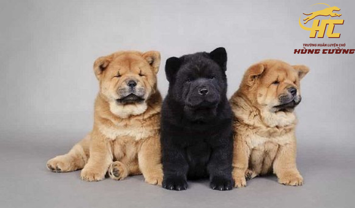Bán Chó Chow Chow TPHCM: Giá Cả Cập Nhật & Địa Chỉ Uy Tín