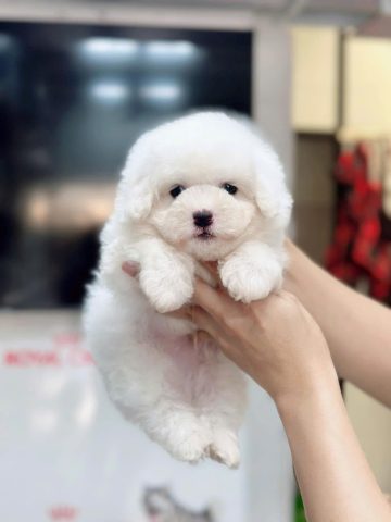 Hướng Dẫn Mua Bán Chó Cảnh Ở Bình Dương Toàn Diện
