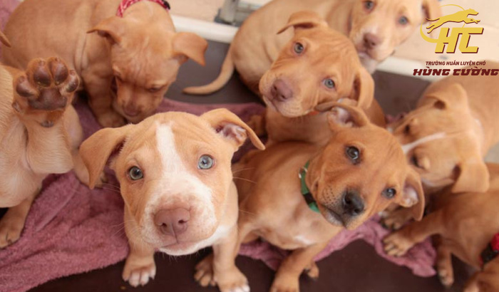 Chó Pitbull giá bao nhiêu? Cập nhật giá chi tiết mới nhất