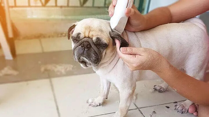 Bạn nên cắt bớt lông xung quanh khu vực bị cắn của chó con