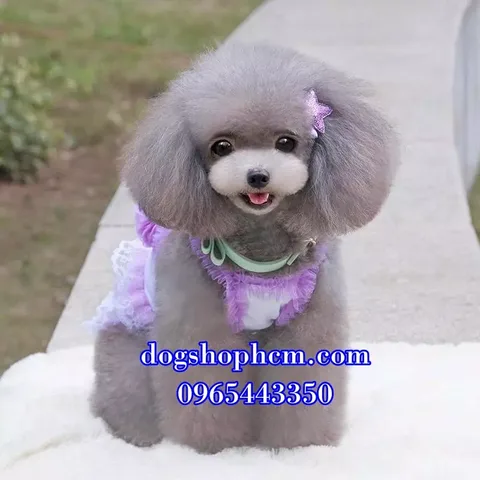 Chó Poodle đáng yêu tại cửa hàng thú cưng uy tín