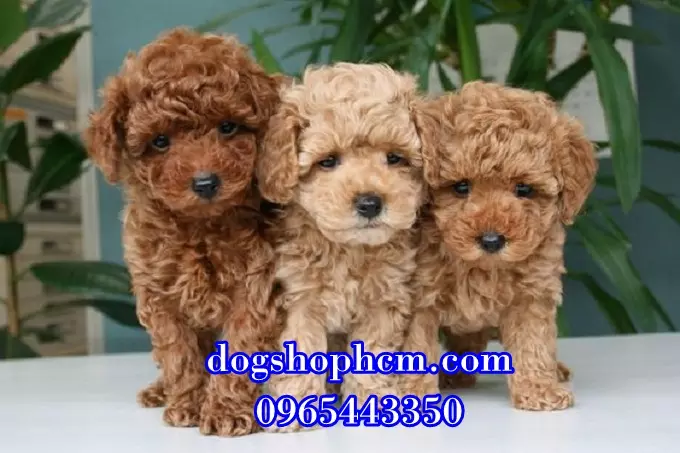 Đàn chó Poodle con khỏe mạnh, sẵn sàng về nhà mới