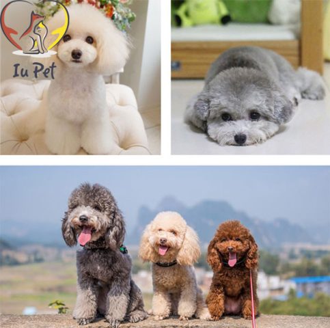 Bảng phối màu lông chó Poodle chuẩn để phối giống tại TPHCM