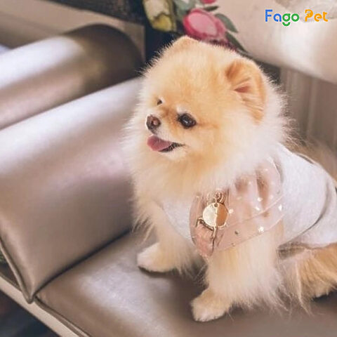 Bảo quản áo cho chó Phốc Hươu đúng cách