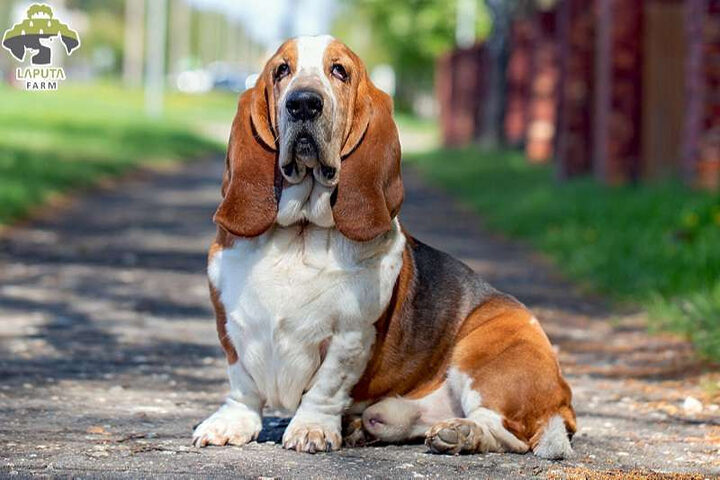 Basset Hound đáng yêu