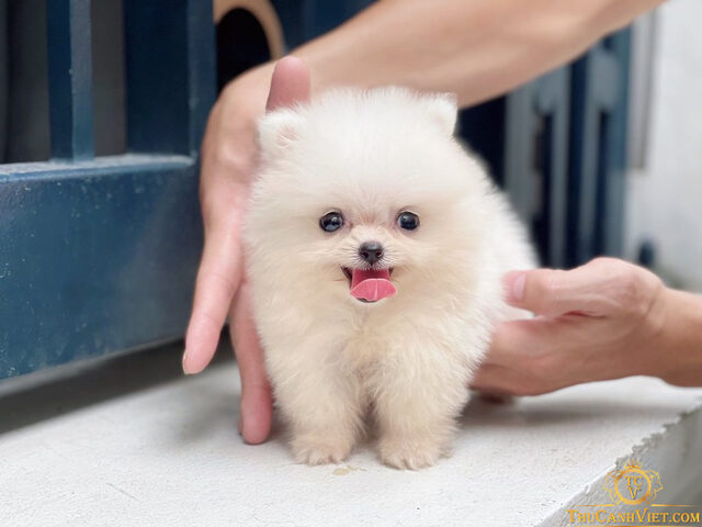 Bé Phốc Sóc Teacup đẹp tại Mochi Cat với bộ lông dày đáng yêu