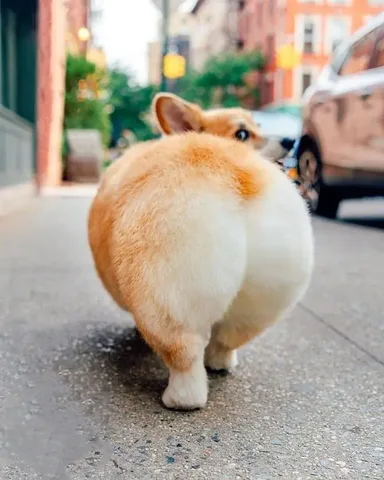 Corgi tại một cửa hàng thú cưng uy tín, sẵn sàng về nhà mới