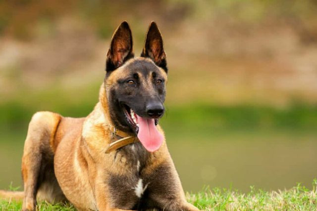 Chó Bảo Vệ Chủ Tốt Nhất: Phân Tích Chuyên Sâu Các Giống Ưu Tú Nhất