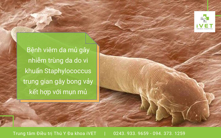 Chó Bị Viêm Da Mủ: Cẩm Nang Toàn Diện Từ A-Z Về Nguyên Nhân, Triệu Chứng & Điều Trị Chó Bị Viêm Da Mủ: Cẩm Nang Toàn Diện Từ A-Z Về Nguyên Nhân, Triệu Chứng & Điều Trị