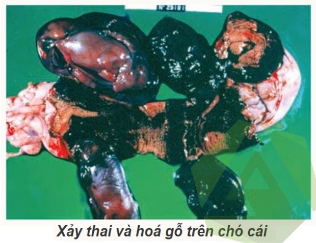 Bệnh Sảy Thai Truyền Nhiễm ở Chó: Cẩm Nang Toàn Diện
