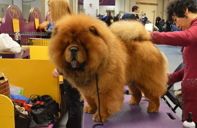 Giống Chó Gấu Chow Chow: Toàn Tập Đặc Điểm, Cách Chăm Sóc Và Giá
