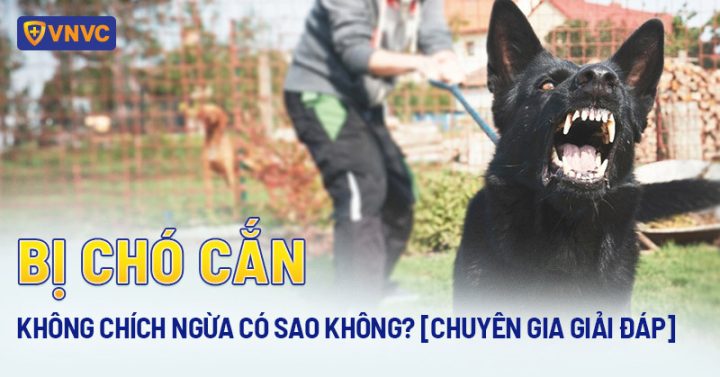 Bị chó cắn không chích ngừa có sao không, và các biến chứng tiềm ẩn