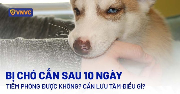 Chó Cắn Có Nên Tiêm Phòng Dại: Hướng Dẫn Toàn Diện Từ A-Z