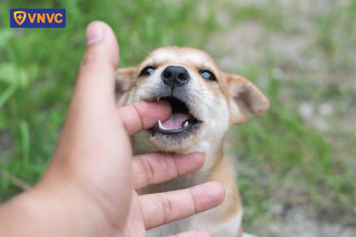Chó con cắn có bị dại không? Hiểu rõ nguy cơ và cách phòng tránh