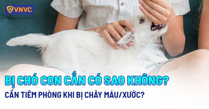 Tại Sao Chó Con Hay Cắn: Nguyên Nhân & Cách Khắc Phục Hiệu Quả