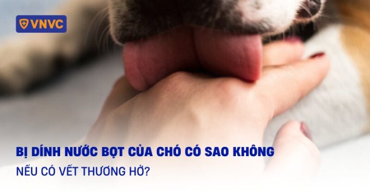 Vết Thương Hở Của Chó: Hướng Dẫn Chăm Sóc Đúng Cách