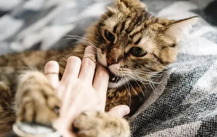 Mèo đang cắn tay, minh họa tình huống khi bị chó mèo cắn và cần sơ cứu