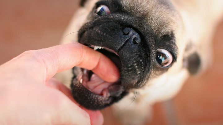Bị Chó Nhà Cắn Chảy Máu Có Sao Không? Hướng Dẫn Chi Tiết