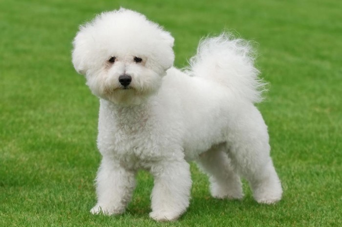 Chó Poodle Màu Nào Đẹp Nhất: Hướng Dẫn Chi Tiết Từ A-Z