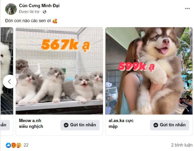 Biểu đồ cảnh báo chiêu trò lừa đảo chó mèo cảnh giá rẻ