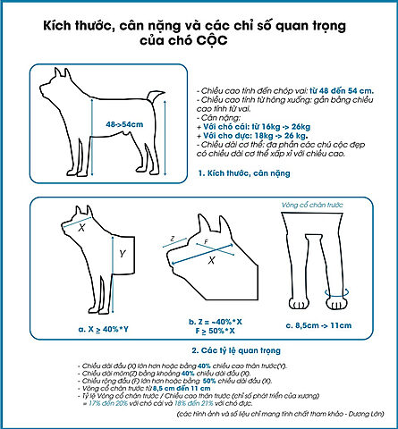 Biểu đồ thông tin về cân nặng và kích thước của chó Mông Cộc, hình ảnh minh họa