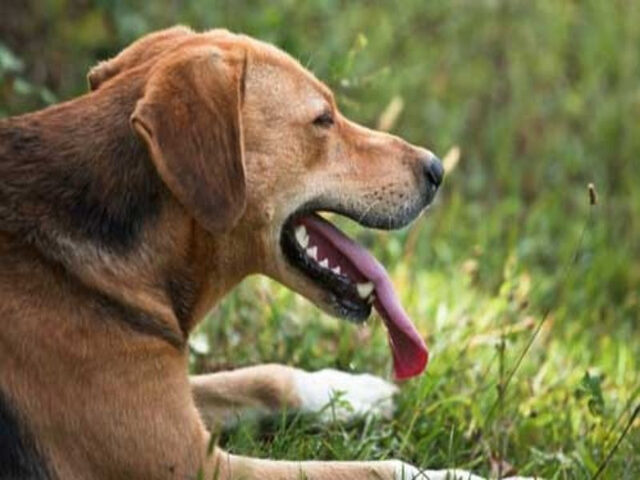 Biểu hiện khi chó bị viêm đường hô hấp