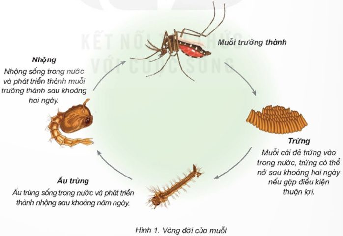 Vòng Đời Của Ve Chó: Chi Tiết Các Giai Đoạn Phát Triển
