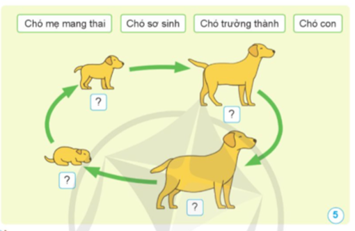 Vòng Đời Của Ve Chó: Chi Tiết Các Giai Đoạn Phát Triển