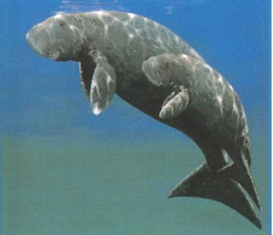 Bò biển Dugong-dugong