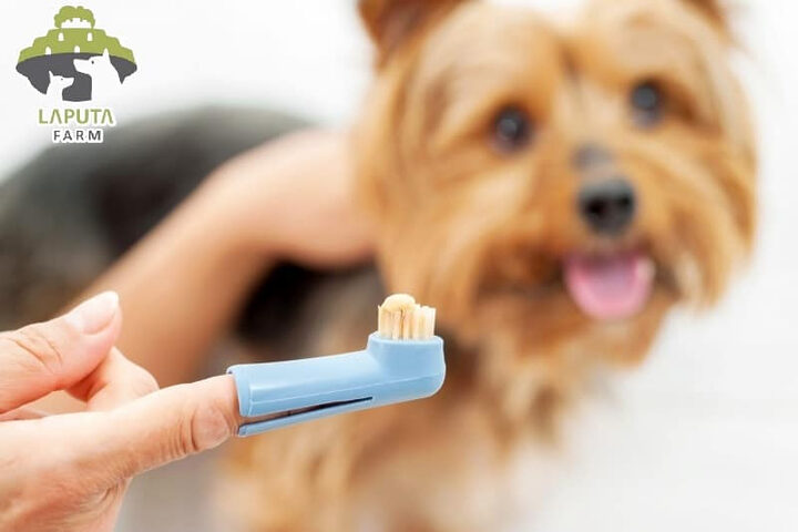 Bộ dụng cụ chuẩn bị vệ sinh răng miệng cho chó bao gồm bàn chải và kem đánh răng chuyên dụng
