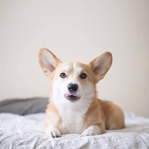 Bộ sưu tập ảnh Corgi con đẹp nhất