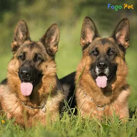Lưu ý khi sử dụng đồ chơi thông minh cho chó Đồ chơi thông minh cho chó