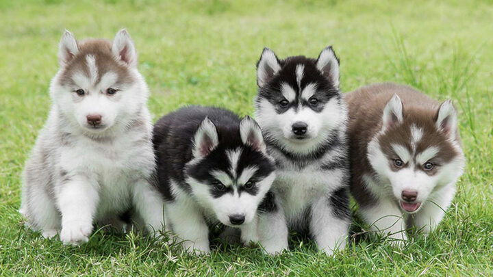 Bốn chú chó Husky chơi đùa trên bãi cỏ bốn chú chó husky chơi đùa trên bãi cỏ