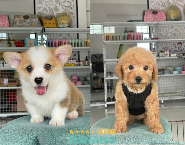 Bông Pet Shop hỗ trợ vận chuyển chó cảnh khỏe mạnh đến chủ nhân mới