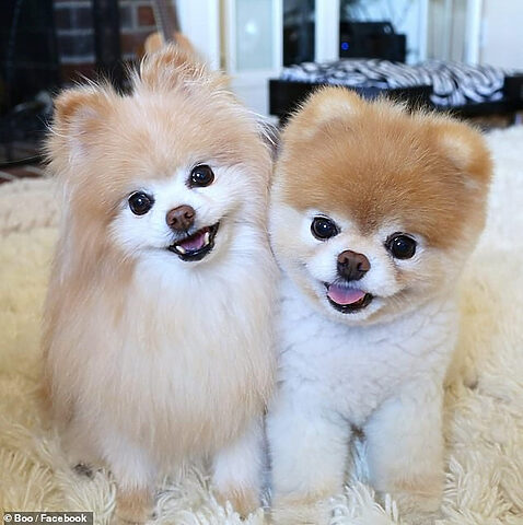 Boo, chú chó có vẻ ngoài độc đáo và tính cách dễ thương