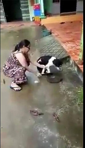 Bức ảnh cận cảnh khuôn mặt chú chó, thể hiện sự hoang dã và có phần đáng sợ