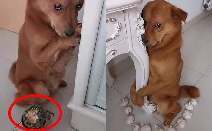 Bức ảnh chú chó sợ bị phạt, ngồi ngoan ngoãn với khuôn mặt đáng thương