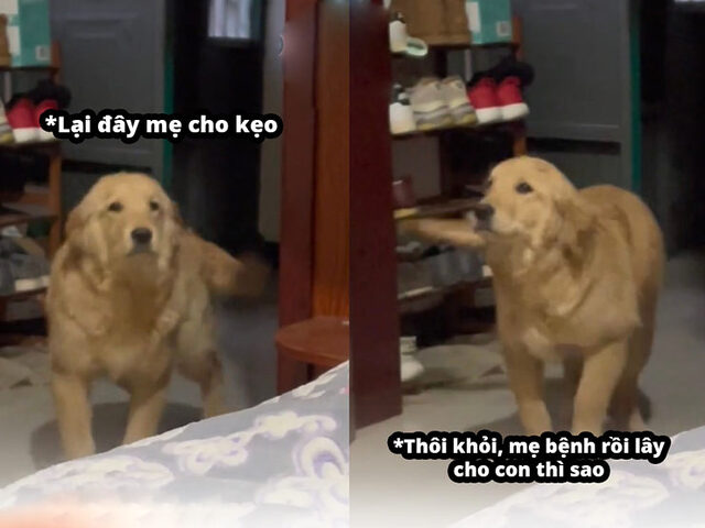Bức ảnh chú chó với phản ứng hài hước, gây cười cho người xem