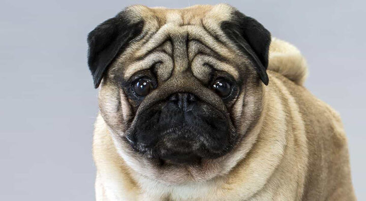 Bức ảnh một chú chó Pug mặt xệ đáng yêu với biểu cảm ngộ nghĩnh