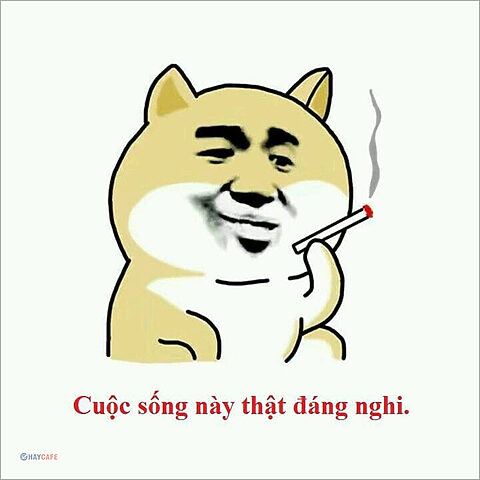 Bức ảnh vui nhộn, hài hước, không liên quan đến chó cười đáng sợ