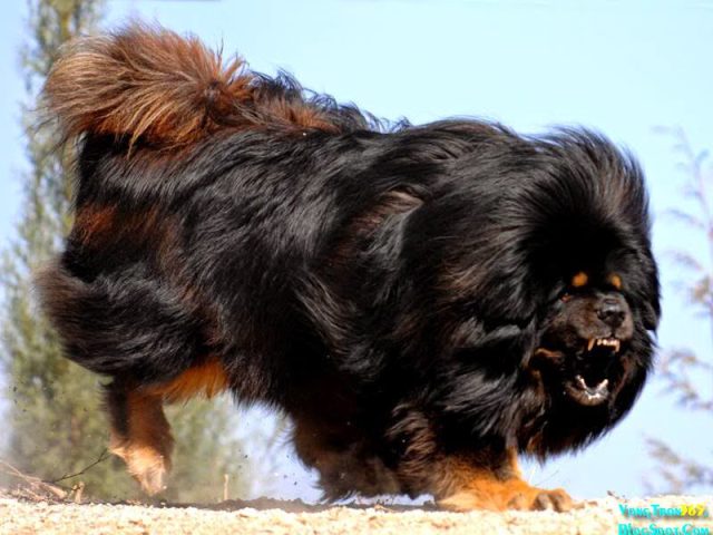 Bức tranh lịch sử của chó Ngao Tây Tạng - giống chó cổ đại vùng Himalaya