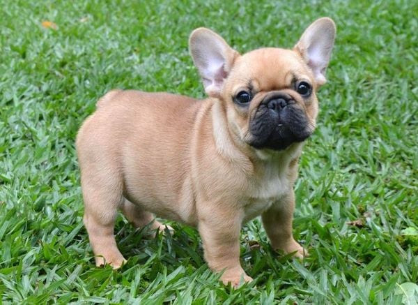 Nguồn Gốc Chó Bull Pháp: Lịch Sử và Hành Trình Phát Triển Giống