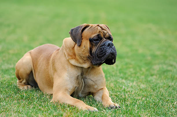 Bullmastiff vạm vỡ, điềm đạm, sẵn sàng bảo vệ chủ nhân một cách dũng cảm