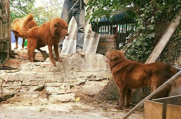 4 Giống Chó Quốc Khuyển Việt Nam Nổi Tiếng: Phân Tích Chuyên Sâu