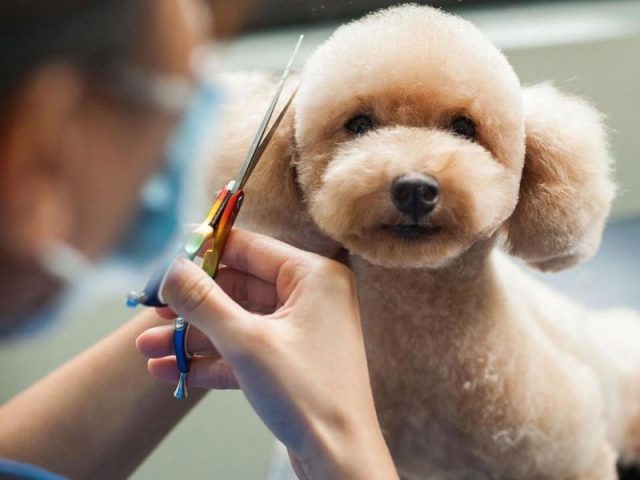 Chủ nhân đang cắt tỉa lông cho chó Poodle bằng tông đơ chuyên dụng, chuẩn bị cho quá trình nhuộm lông