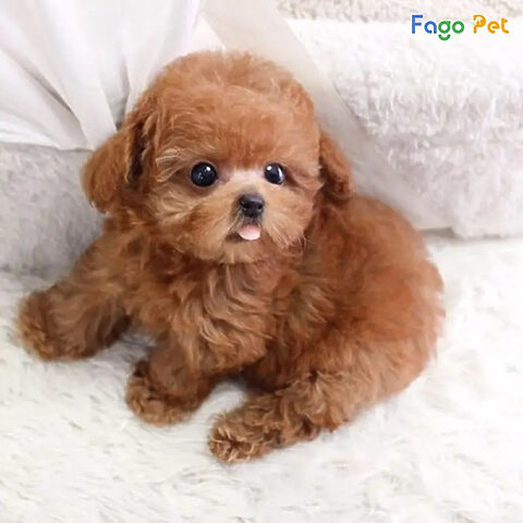 Các bước trong cách huấn luyện chó con đúng chuẩn từ khi còn nhỏ